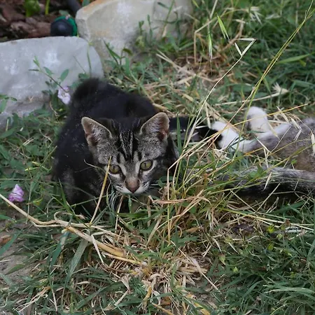 Poggiolo Val Borbera Bed & Breakfast 3*